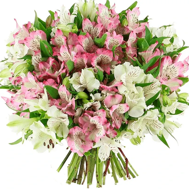 Альстромерия микс розово-сиреневый