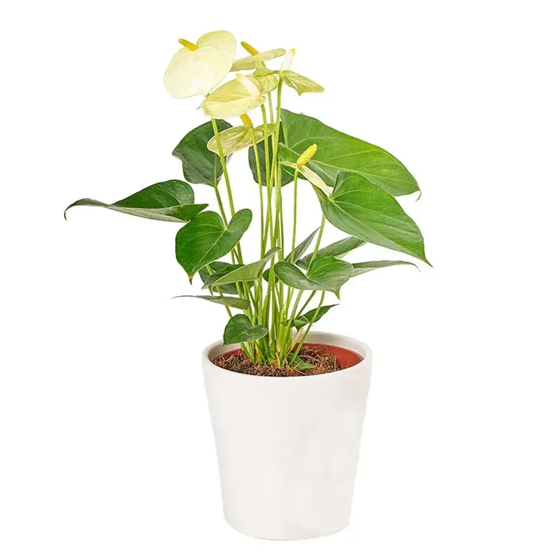 Антуриум белый горшечный