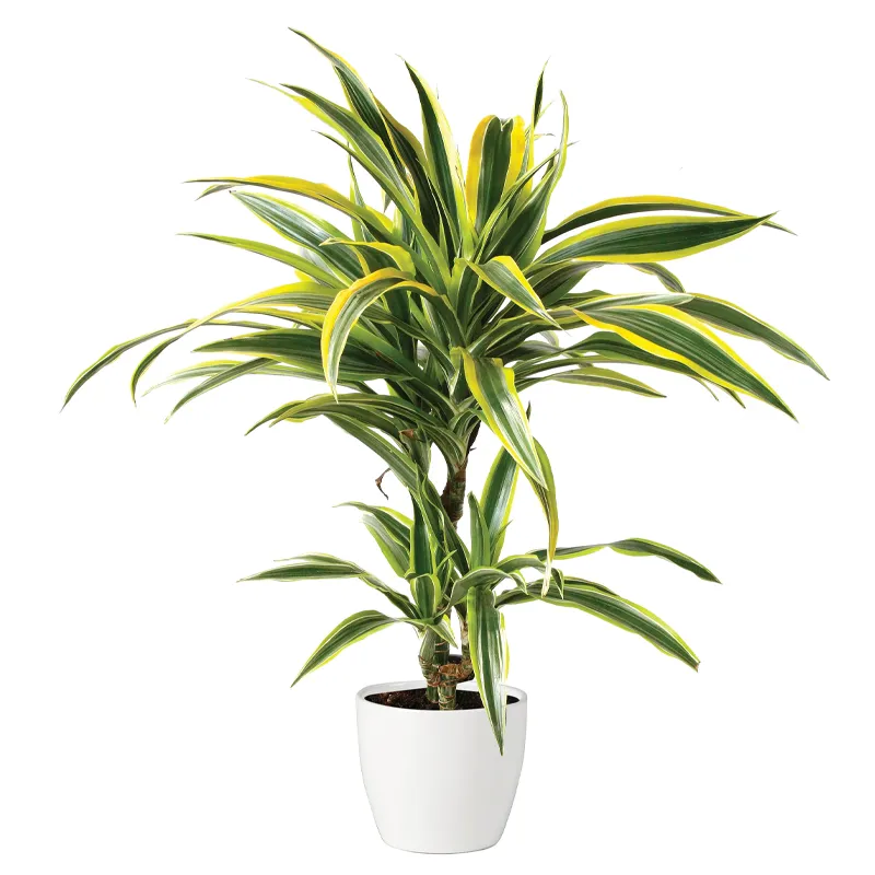 Драцена горшечная